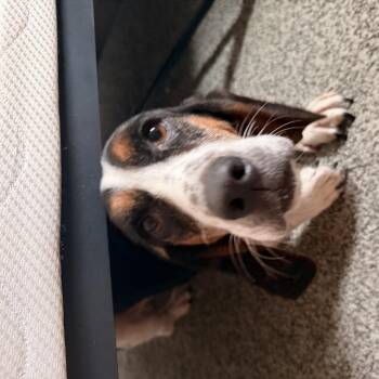 Nellie -  Basset Hound Dog for Adoption in Columbia, South Carolina - Nellie | PetCurious