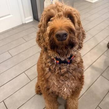 HONCHO-MARYLAND -  Irish Setter and Standard Poodle Dog for Adoption in Houston, Texas - HONCHO-MARYLAND | PetCurious