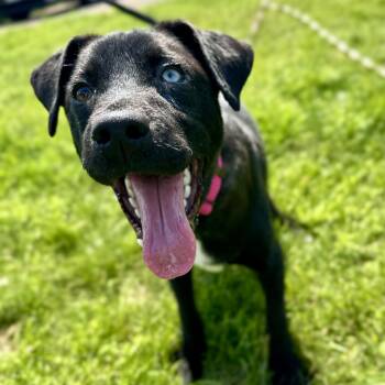 Rescue Retriever and Mixed Breed Dogs for Adoption in Minneapolis, Minnesota - Vida | PetCurious