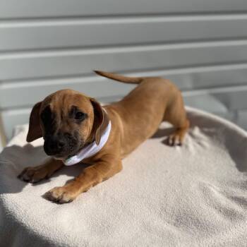 Odie -  Terrier and Mixed Breed Dog for Adoption in Newberg, Oregon - Odie | PetCurious