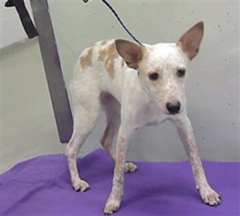 DOLLY -  Australian Cattle Dog Blue Heeler and Mixed Breed Dog for Adoption in Houston, Texas - DOLLY | PetCurious
