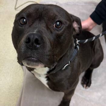 Pit Bull Terrier Dogs Available for Adoption - Cerberus | PetCurious