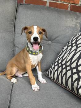 BOGEY -  Hound Dog for Adoption in Fosters, Alabama - BOGEY | PetCurious