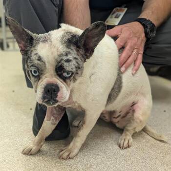 A863990 -  French Bulldog and Mixed Breed Dog for Adoption in Camarillo, California - A863990 | PetCurious