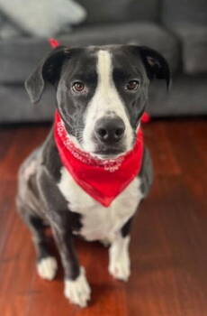 Rescue Mixed Breed Dogs for Adoption in New York, New York - Cyle (TX) | PetCurious