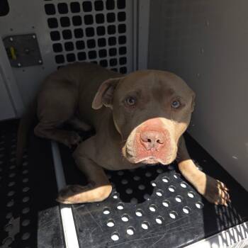 Pit Bull Terrier Dogs Available for Adoption in Columbus, Georgia - 04/24/2026-Stray-BeunaVistaRoad | PetCurious