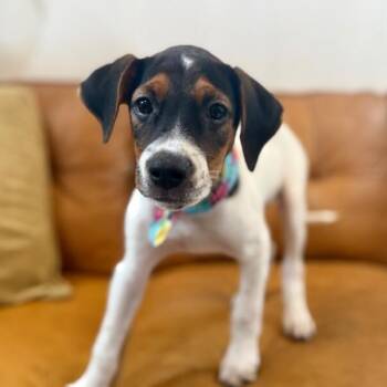 Mr Potato Tiktak Toy Story -  Jack Russell Terrier and Labrador Retriever Dog for Adoption in Friendswood, Texas - Mr Potato Tiktak Toy Story | PetCurious