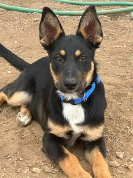 Raider -  Australian Shepherd and German Shepherd Dog Dog for Adoption in Paso Robles, California - Raider | PetCurious