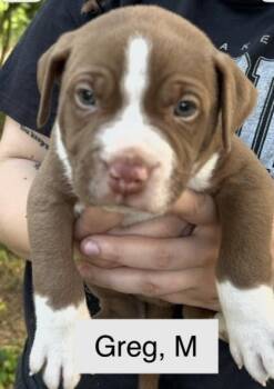 Greg -  Labrador Retriever and American Bulldog Dog for Adoption in Parma, Ohio - Greg | PetCurious