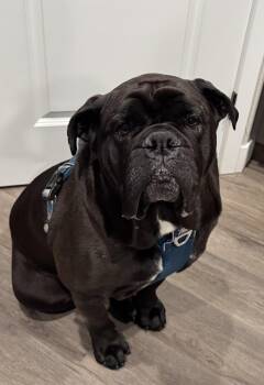 Bologna Man -  American Bulldog Dog for Adoption in Billings, Montana - Bologna Man | PetCurious