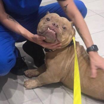 Toofs -  American Bulldog and Mixed Breed Dog for Adoption in Austin, Texas - Toofs | PetCurious