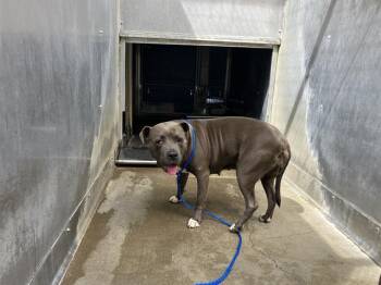 SILKA -  Pit Bull Terrier Dog for Adoption in Camarillo, California - SILKA | PetCurious