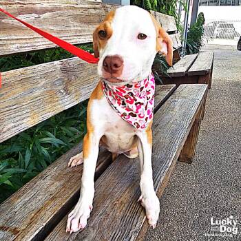 Labrador Retriever and Terrier Dogs Available for Adoption - Xelena | PetCurious