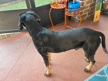 Beau -  Hound Dog for Adoption in Magnolia Springs, Alabama - Beau | PetCurious