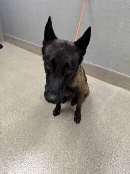 BESHTE -  Belgian Shepherd Malinois Dog for Adoption in Las Vegas, Nevada - BESHTE | PetCurious