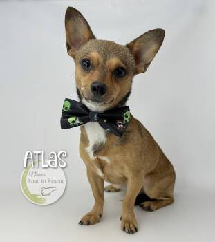 Atlas -  Dachshund and Chihuahua Dog for Adoption in Benton, Louisiana - Atlas | PetCurious