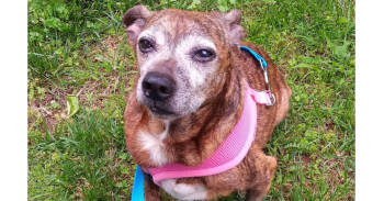 Rescue Terrier Dogs for Adoption in Columbia, Tennessee - Gigi~ | PetCurious