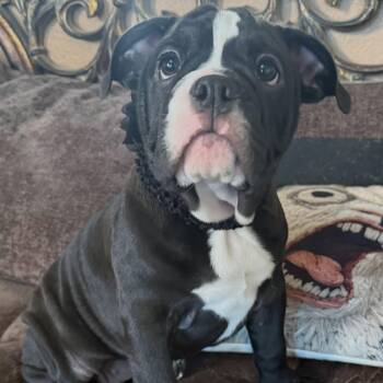 Raisin -  English Bulldog and American Bully Dog for Adoption in Las Vegas, Nevada - Raisin | PetCurious