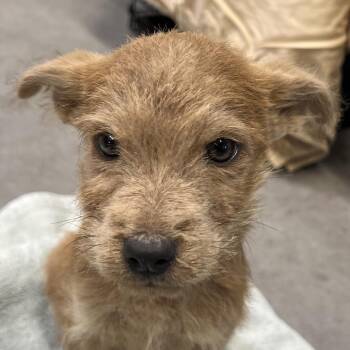 Polly Esther -  Mixed Breed Dog for Adoption in Las Cruces, New Mexico - Polly Esther | PetCurious