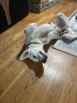 Great Pyrenees and Labrador Retriever Dogs Available for Adoption - Bianca | PetCurious