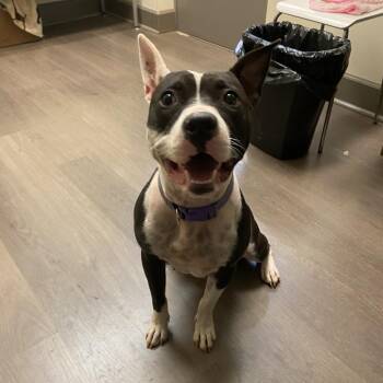 Layla -  Pit Bull Terrier Dog for Adoption in Lynchburg, Virginia - Layla | PetCurious
