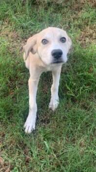 Dolly -  Labrador Retriever and Airedale Terrier Dog for Adoption in Medfield, Massachusetts - Dolly | PetCurious