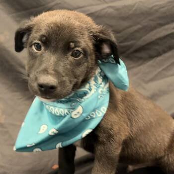 Maple -  Mixed Breed Dog for Adoption in Canal Winchester, Ohio - Maple | PetCurious