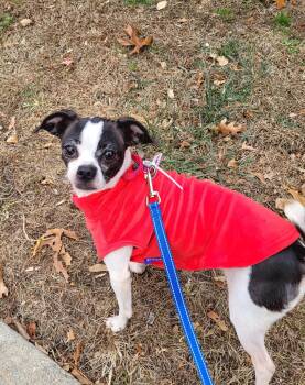 Rescue Chihuahua and Jack Russell Terrier Dogs for Adoption in Wayne, New Jersey - Vaquita | PetCurious