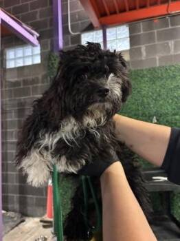 Miniature Poodle and Mixed Breed Dogs Available for Adoption in El Paso, Texas - 60970651 | PetCurious