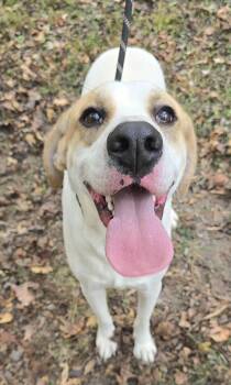 Rescue Anatolian Shepherd and Labrador Retriever Dogs for Adoption in New York, New York - Harley *foster Needed* | PetCurious