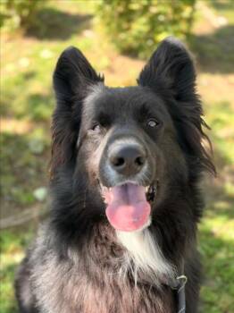 *DANTE -  Border Collie and German Shepherd Dog Dog for Adoption in Woodland, California - *DANTE | PetCurious