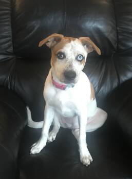 Netflix -  Hound Dog for Adoption in Houston, Texas - Netflix | PetCurious