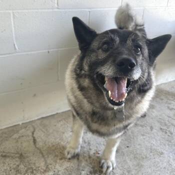 Cash 6416 -  Norwegian Elkhound Dog for Adoption in Loxahatchee Groves, Florida - Cash 6416 | PetCurious