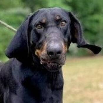 Jones (GA) -  Black And Tan Coonhound Dog for Adoption - Jones (GA) | PetCurious