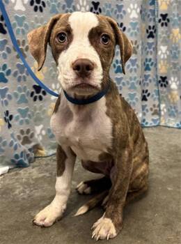 Labrador Retriever and Mixed Breed Dogs Available for Adoption in Rosenberg, Texas - CHOCOLATE | PetCurious