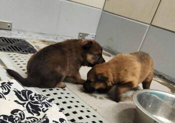 Pumpkins Litter Roman - Located in SC -  Belgian Shepherd Malinois Dog for Adoption in Imlay City, Michigan - Pumpkins Litter Roman - Located In SC | PetCurious
