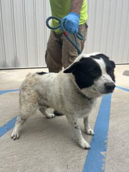 Samantha -  Border Collie and Mixed Breed Dog for Adoption in Lawrenceburg, Tennessee - Samantha | PetCurious
