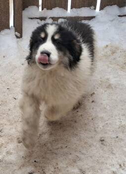 Great Pyrenees and Australian Shepherd Dogs Available for Adoption - Beluga | PetCurious