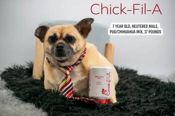 Chick Fil A -  Pug and Chihuahua Dog for Adoption in Sevierville, Tennessee - Chick Fil A | PetCurious