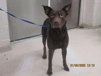 Shepherd Dogs Available for Adoption in Marietta, Georgia - Loki (856) | PetCurious