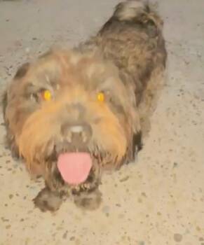 Snickers -  Shih Tzu Dog for Adoption in Gainesville, Virginia - Snickers | PetCurious