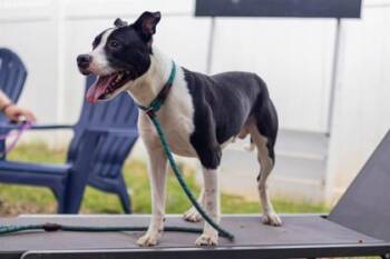 Jedi -  Mixed Breed Dog for Adoption in Chamblee, Georgia - Jedi | PetCurious