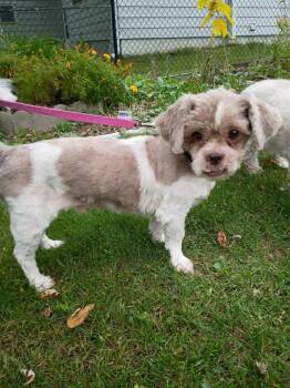 Bernie -  Shih Tzu Dog for Adoption in Wausau, Wisconsin - Bernie | PetCurious
