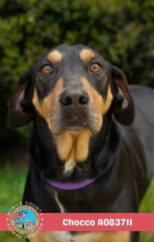 Chocco -  Black And Tan Coonhound Dog for Adoption in Mobile, Alabama - Chocco | PetCurious