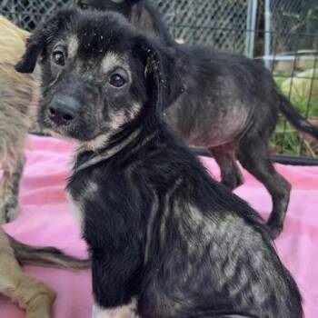 Rescue Mixed Breed Dogs for Adoption in Larkfield-wikiup, California - Max | PetCurious