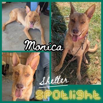 Monica -  Shepherd Dog for Adoption in Hollister, Missouri - Monica | PetCurious