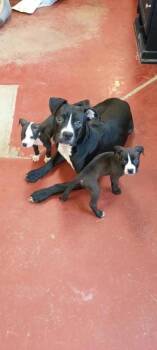 Wendy -  Mixed Breed Dog for Adoption in Hobart, Indiana - Wendy | PetCurious