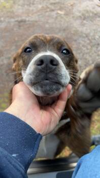 Rescue Pit Bull Terrier Dogs for Adoption in Chehalis, Washington - Junior | PetCurious