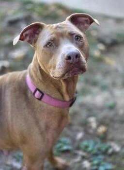 Pit Bull Terrier and Labrador Retriever Dogs Available for Adoption - AC - Bella The Beauty | PetCurious