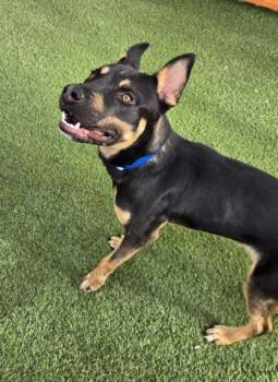 DUCKY -  Rottweiler and Mixed Breed Dog for Adoption in Las Vegas, Nevada - DUCKY | PetCurious
